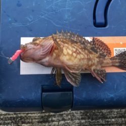 ターゲットには出会えず（苦笑）