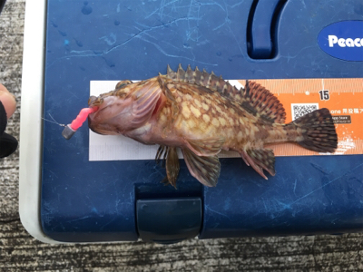 ターゲットには出会えず（苦笑）