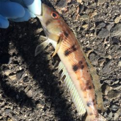 メガフロートデビュー