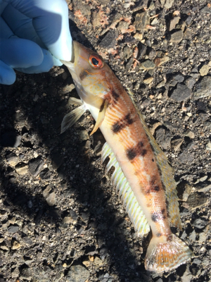 メガフロートデビュー