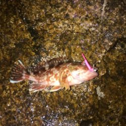 今年初淡路ライトゲーム