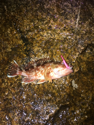 今年初淡路ライトゲーム