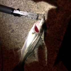 今年の初フィッシュ！