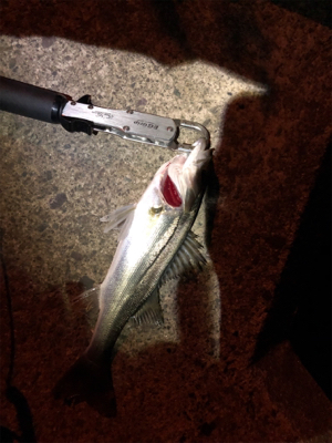 今年の初フィッシュ！