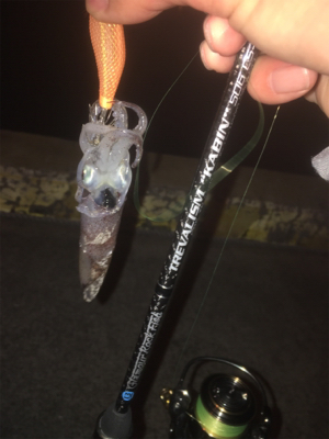 二見漁港ヒイカ☆GUNNING-STYLE