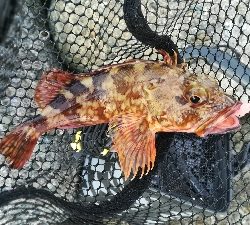 メバリング朝マズメ釣行