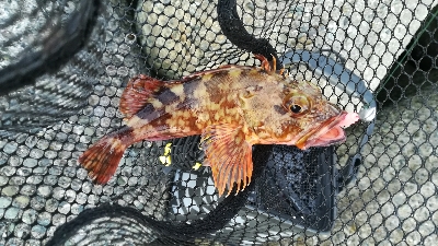 メバリング朝マズメ釣行