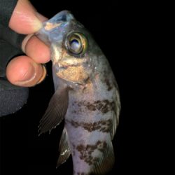 ホームポイント