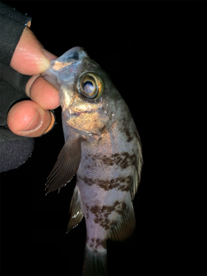 ホームポイント