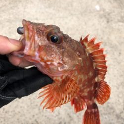 平戸アジング25cm級