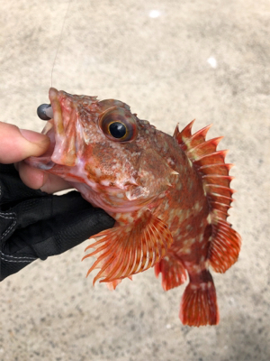 平戸アジング25cm級