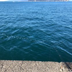 ブリ狙いがマイワシ狙いに…^_^笑