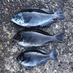 初めての磯釣り