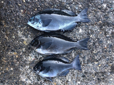 初めての磯釣り