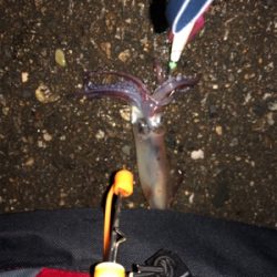 ヤリイカ釣りのち穴釣り