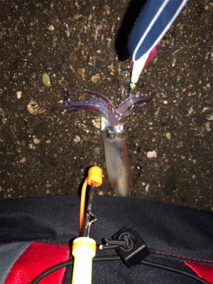 ヤリイカ釣りのち穴釣り