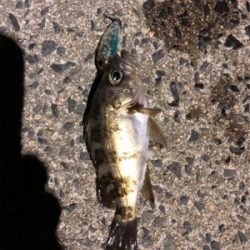 メバリングしてきました♪