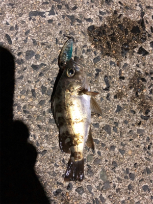 メバリングしてきました♪