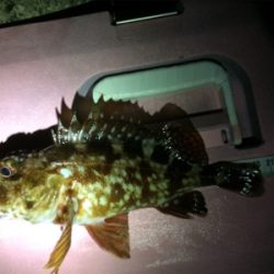 ガシリング釣果です(しれっと