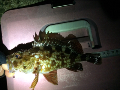 ガシリング釣果です(しれっと