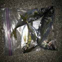 アジングで25cmのアジ