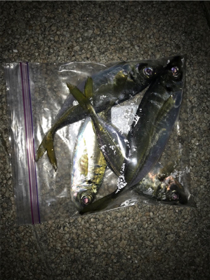 アジングで25cmのアジ