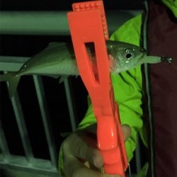 新年初アジング