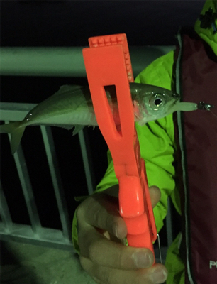 新年初アジング