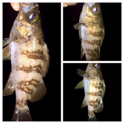 メバリンガー1810〜1851