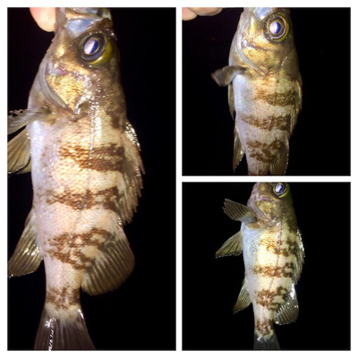 メバリンガー1810〜1851