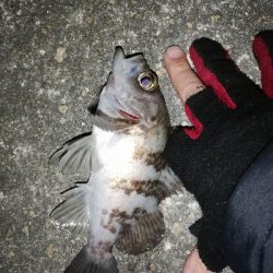 ドシャローにまさかのええメバル