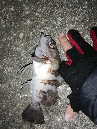 ドシャローにまさかのええメバル