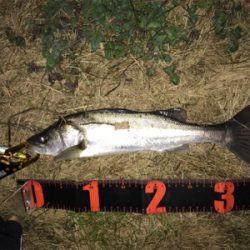 連日のシーバス