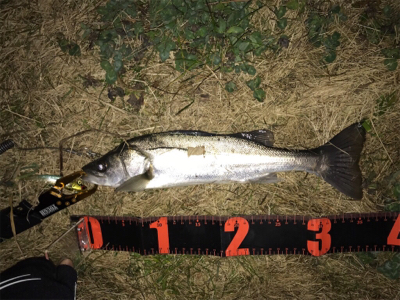 連日のシーバス