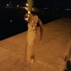 ヒイカエギング