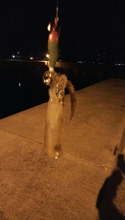 ヒイカエギング