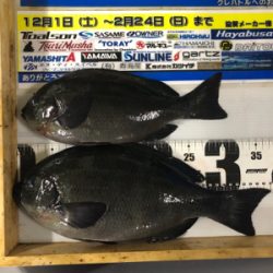 須江崎地磯釣行