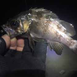 ナイトメバリング