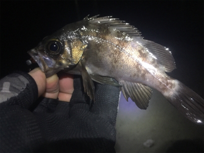 ナイトメバリング