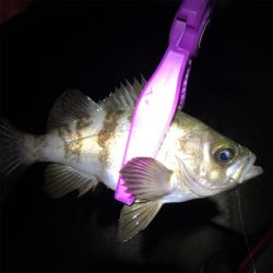 泉南メバリング