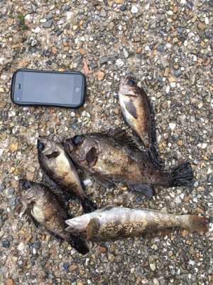 夕方ガシリングへ