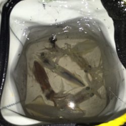 飽きもせずヒイカ狙い