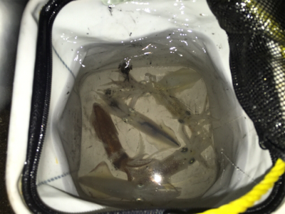 飽きもせずヒイカ狙い