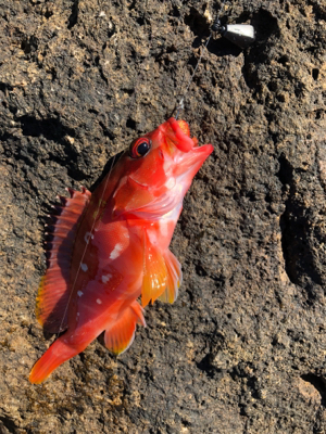 ウィンターロック