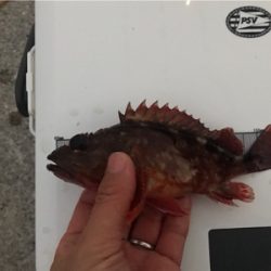 小エビとパワーイソメ