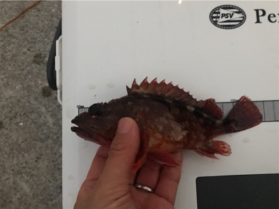 小エビとパワーイソメ