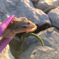 淀川ブリームゲーム 初釣り