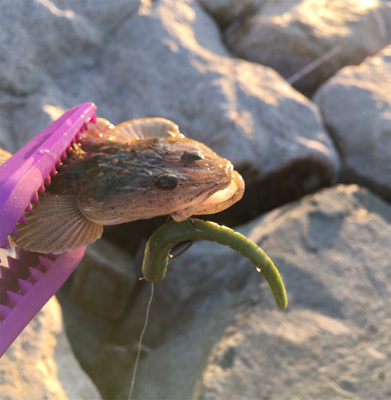 淀川ブリームゲーム 初釣り