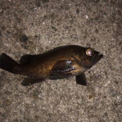 メバルプラッキング