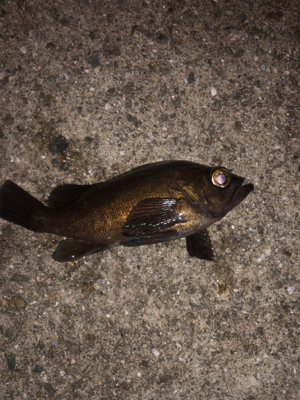 メバルプラッキング